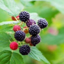Jewel Black Raspberry -Pixies Gardens blackjewelraspberry website 1800x1800 8bd56bb5 3ad4 4d8e 9b17 f22077e7faeb