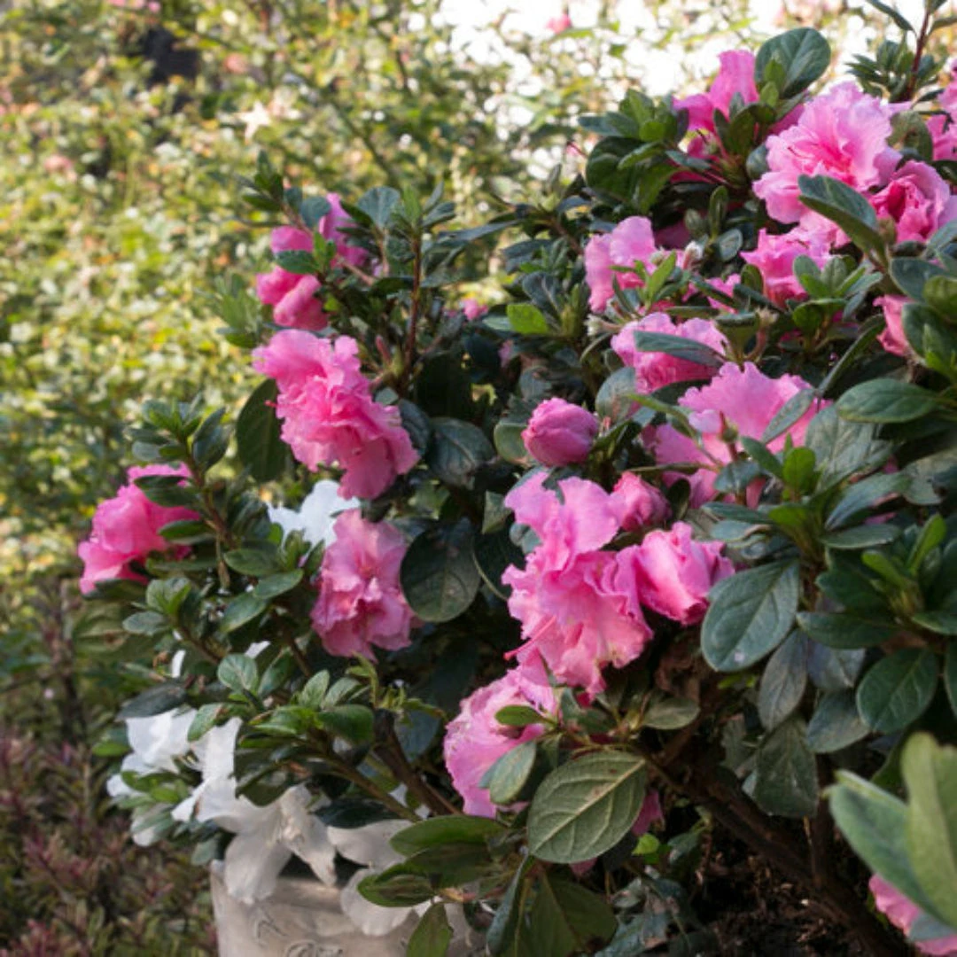 Pink Adoration Rebloom Azalea 2 Pink Adoration Rebloom Azalea - Image 2