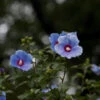 Bluebird Rose Of Sharon Hibiscus Shrub