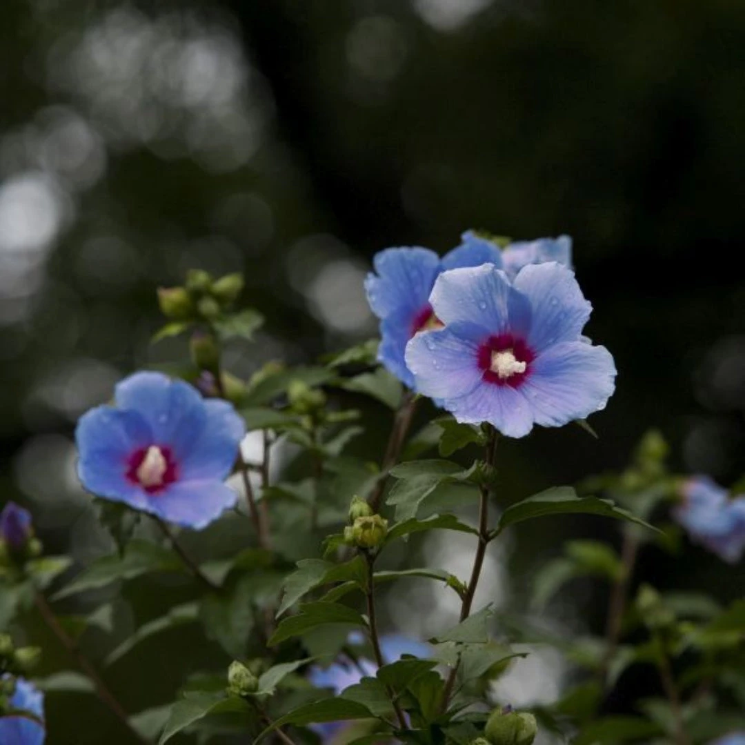 Bluebird Rose Of Sharon Hibiscus Shrub 1 Bluebird Rose Of Sharon Hibiscus Shrub