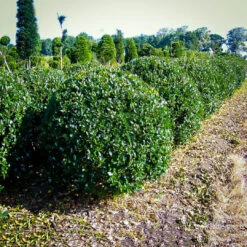 Blue Prince Holly, Handsome Hedge With Beautiful Dark Blue -Pixies Gardens blue prince holly one