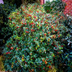 Blue Prince Holly, Handsome Hedge With Beautiful Dark Blue -Pixies Gardens blue prince princess combo 1 1da60eac 5947 47dc b6ca 2fcec616cf8e