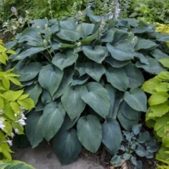 Hosta 'Blue Angel' Plantain Lily