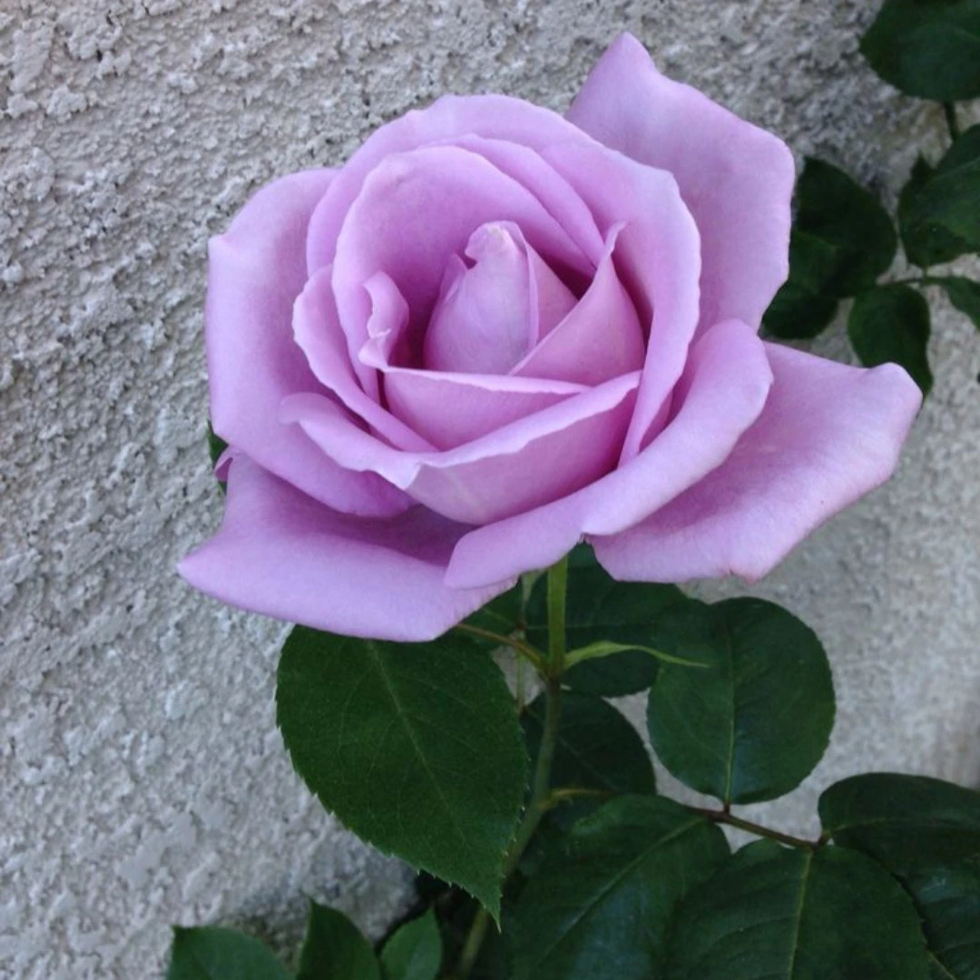 Blue Girl Hybrid Tea Rose 1 Blue Girl Hybrid Tea Rose