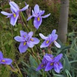 Blue Iris