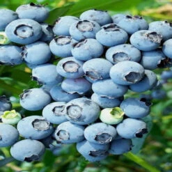 Alice Blue Rabbiteye Blueberry Shrub -Pixies Gardens blueberry rabbiteye brightwell 500x750 thumbnail
