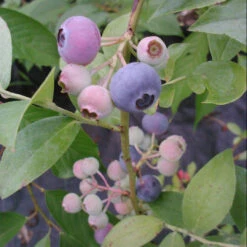 Ochlockonee Blueberry Bush