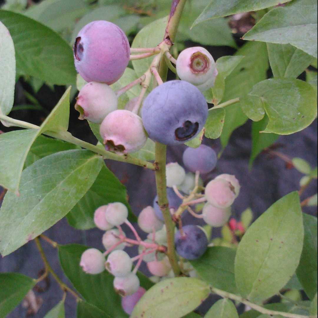 Ochlockonee Blueberry Bush 1 Ochlockonee Blueberry Bush