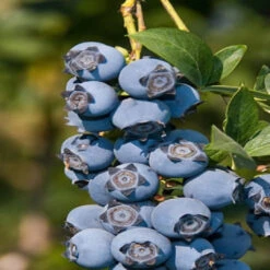 Suziblue- Southern Highbush Blueberry Bush -Pixies Gardens blueverry southern highbush star 500x750 thumbnail