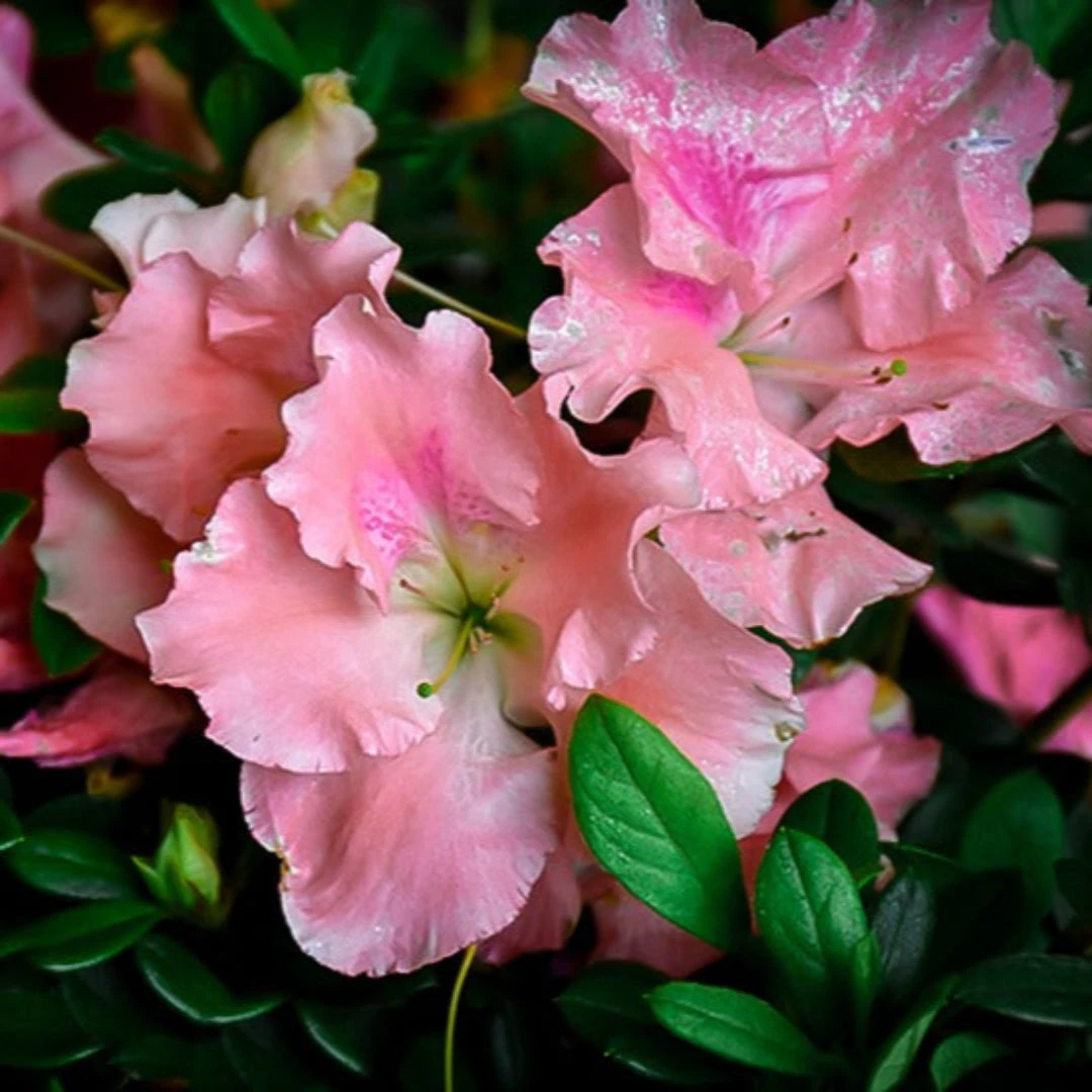 Blush Elegance Rebloom Azalea 1 Blush Elegance Rebloom Azalea