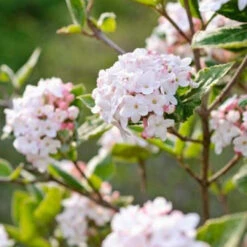Carlessi Viburnum Shrub 8 Carlessi Viburnum Shrub -Pixies Gardens botanikfoto 483347 LOptimized