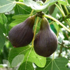 Brown Turkey Fig Tree