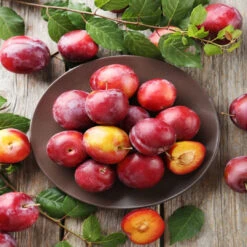 Bruce Plum Tree | Bruce Plum: A Sun-Loving, Hardy Delight With Wine-Red Beauty And Delectable Flavor! 13 Bruce Plum Tree | Bruce Plum: A Sun-Loving, Hardy Delight With Wine-Red Beauty And Delectable Flavor! -Pixies Gardens bruce plum tree 2
