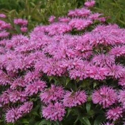 Monarda Sugar Buzz 'Blue Moon'Bee Balm Ppaf - It'S Covered In Lavender-Blue Blossoms