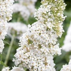 White Profusion Butterfly Bush -Pixies Gardens buddleia davidii white profusion butterfly bush 1