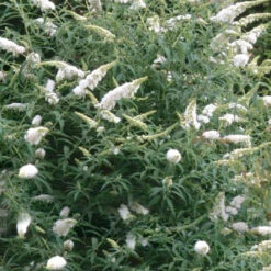White Profusion Butterfly Bush -Pixies Gardens buddleia davidii white profusion butterfly bush 3