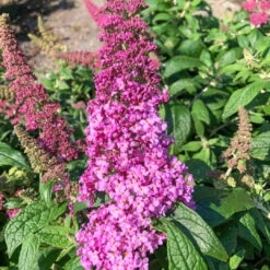 Buddleia Pugster Pink Butterfly Bush -Pixies Gardens buddleia pugster pink 1 768x1024 1