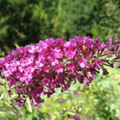 Attraction Butterfly Bush -Pixies Gardens butterfly bush buddleja davidii attraction