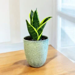 Snake Plant (Live Indoor Plant)