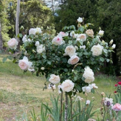 Bolero Rose -Pixies Gardens c15752
