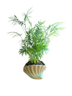 Neanthe Bella Palm (Live Indoor Plant) -Pixies Gardens c1716ecc 96a0 4382 a0b9 c30a0c7e266e