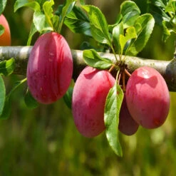 Au Rosa Plum -Pixies Gardens c6ebe62d469eb7ff152f9cd32d0ed3e2