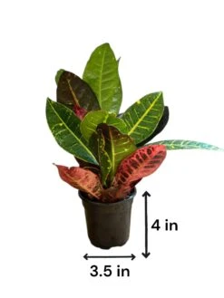 Petra Croton (Live Indoor Plant) 13 Petra Croton (Live Indoor Plant) -Pixies Gardens c73bd22e 2cd2 4fbf b371 f76aa57ef99c