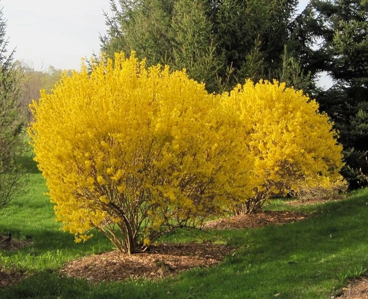 Lynwood Gold Forsythia 1 Lynwood Gold Forsythia