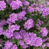 Lantana Montevidensis 'Trailing Purple - [EG]