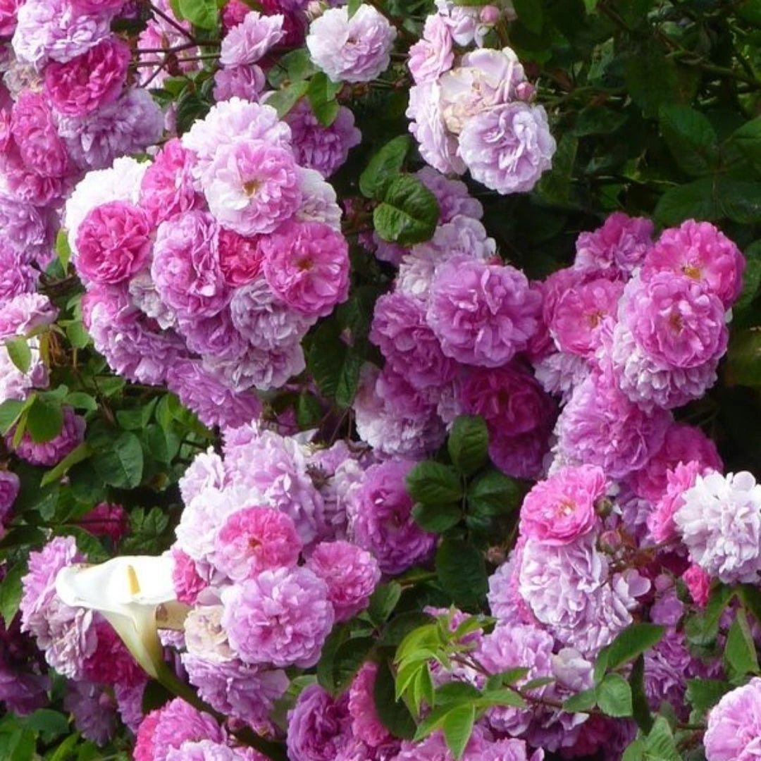 Seven Sisters Rose 6 Seven Sisters Rose - Image 6