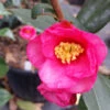 Camellia Crimson Candles
