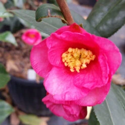 Camellia Crimson Candles