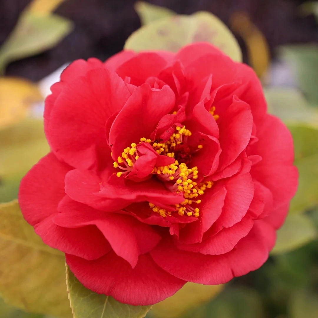 Camellia Kramer's Supreme-Magnificent Red Blooms 5 Camellia Kramer's Supreme-Magnificent Red Blooms - Image 5