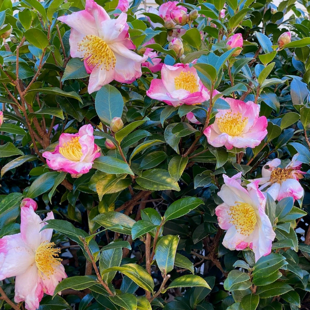 Hana Jiman Camellia 2 Hana Jiman Camellia - Image 2