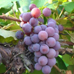 Dulcet Muscadine Grape Vine