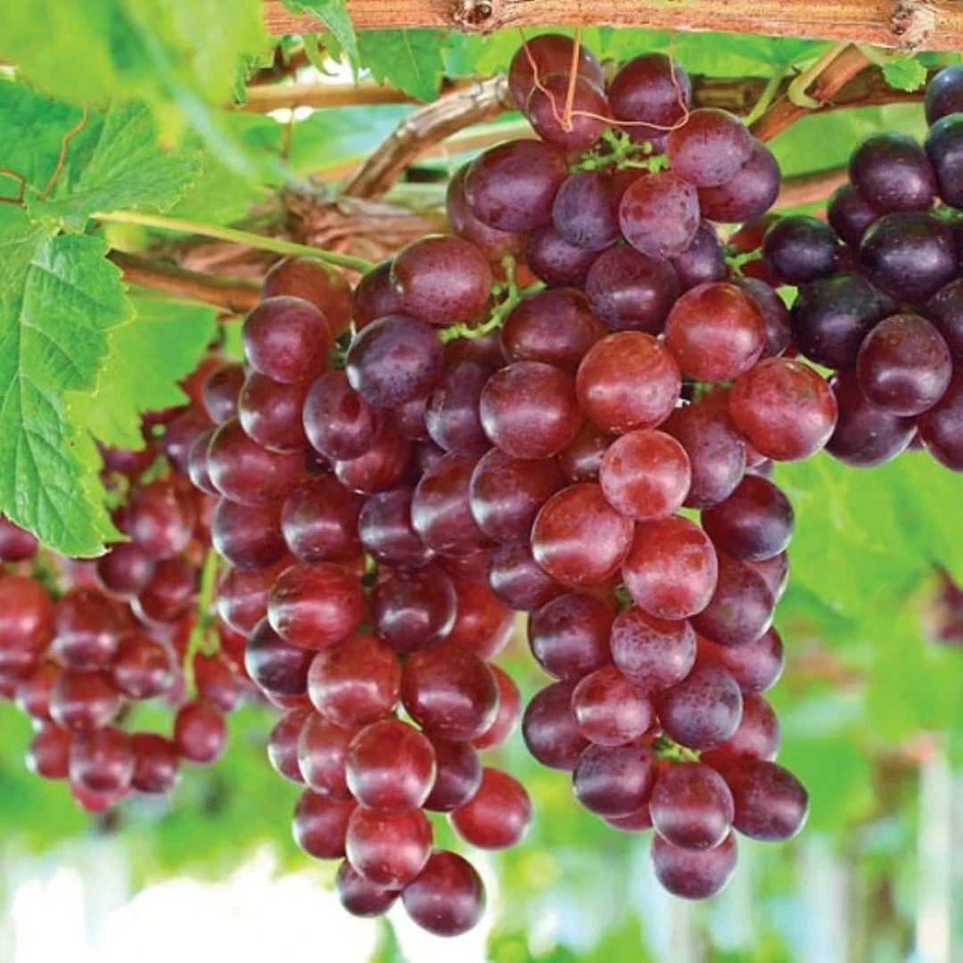 Grapes Variety Pack Of 2 Combo 2 Grapes Variety Pack Of 2 Combo - Image 2