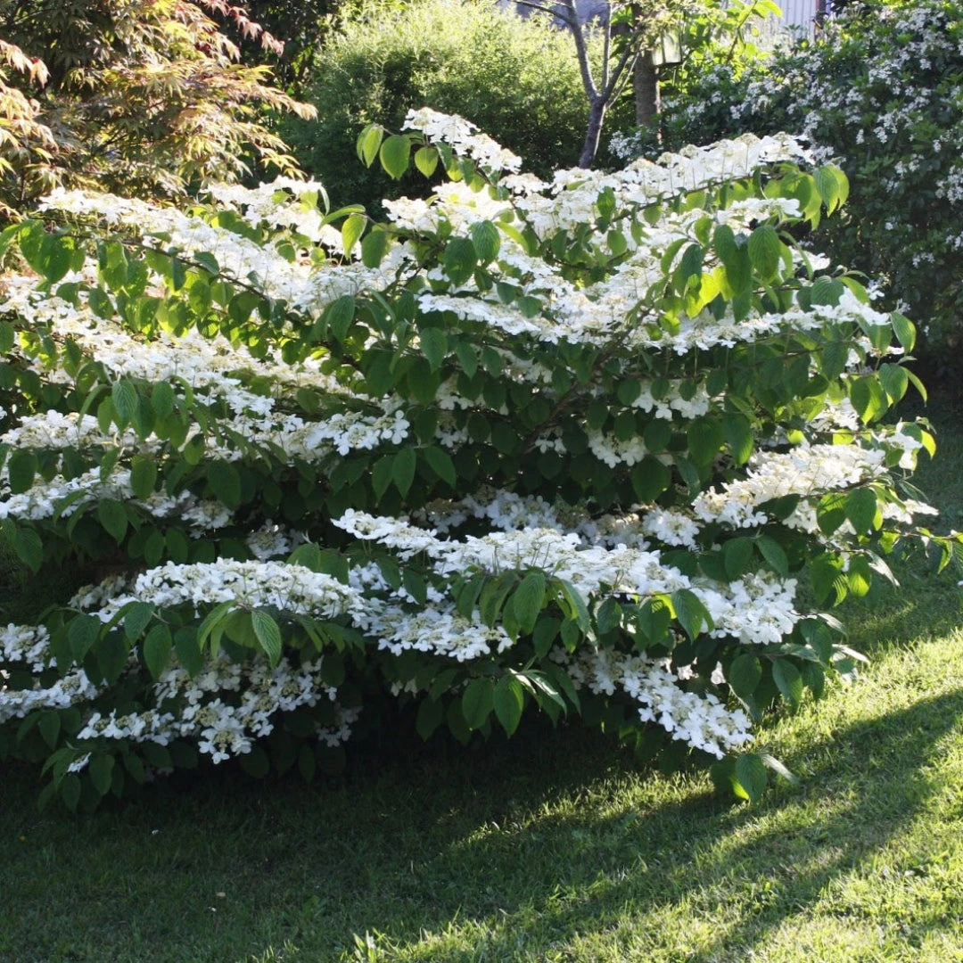 Mariesii Viburnum Shrub 3 Mariesii Viburnum Shrub - Image 3