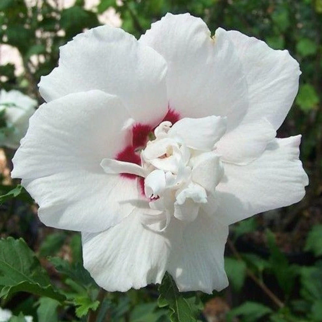 Morning Star Althea 1 Morning Star Althea