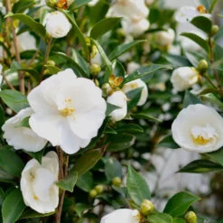 Camellia Autumn Rocket Plant-Stunning White Blooms -Pixies Gardens cf0fedcd742f310ead97cdb4d0c85eb9