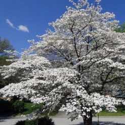 Cherokee Princess White Dogwood Tree -Pixies Gardens cherokeeprincessdogwood web grande 8d91de8c 88bd 4603 ad7c 8f45b1a4bc39