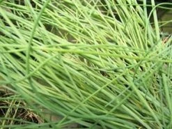 Chives Herb Plant