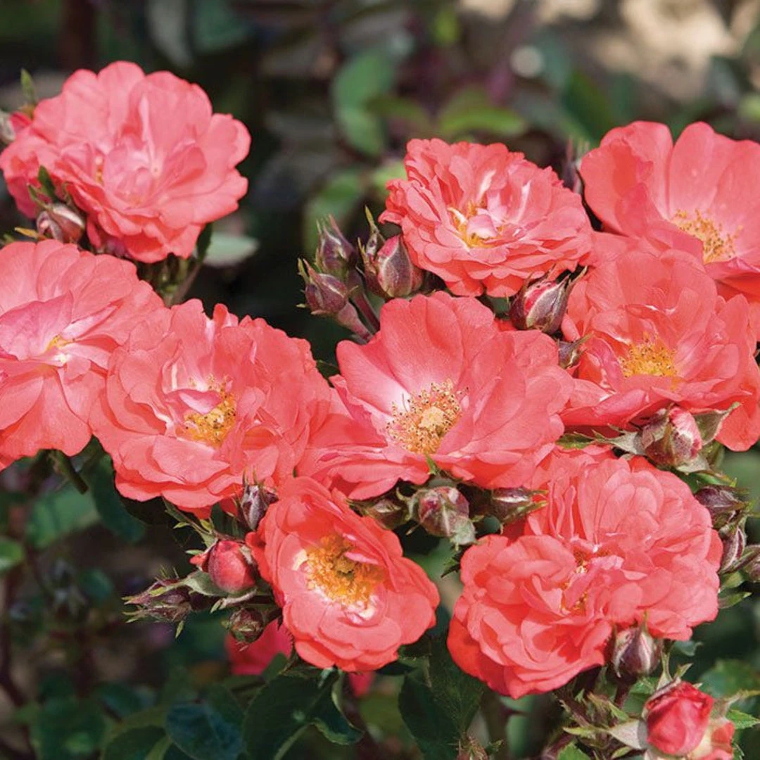 Coral Drift Rose 7 Coral Drift Rose - Image 7