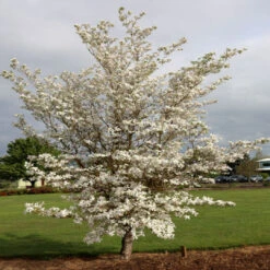 Cherokee Princess White Dogwood Tree -Pixies Gardens cornus cherokeeprincess web 01