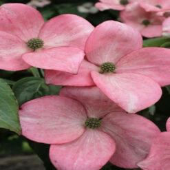 Pink Kousa Dogwood -Pixies Gardens cornus kousa heart throb pink dogwood tree 4