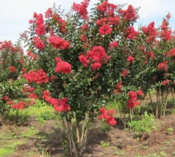 Crape Myrtle Carolina Beauty 9 Crape Myrtle Carolina Beauty -Pixies Gardens crapemyrtlecarolinabeauty1 1024x1024 28ecedad 6802 4e10 a5ac daf302ff8649