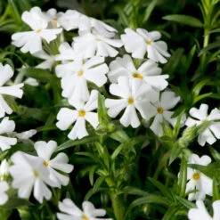 Phlox Subulata 'Snowflake' White Creeping Phlox - [EG] -Pixies Gardens creeping phlox snowflake flowers close up 3