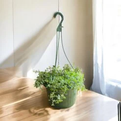 Georgia Blue Veronica Hanging Basket