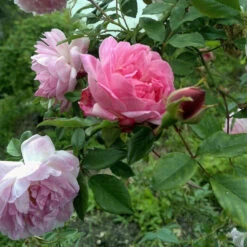 Seven Sisters Rose 15 Seven Sisters Rose -Pixies Gardens d2fd24