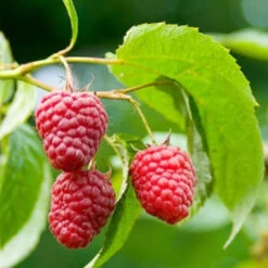 Canby Red Thornless Raspberry, Thornless Raspberry -Pixies Gardens d6998334a0843a19e36e7aa0feb20d08 1024x1024 36426f14 0084 4ce1 9468 c915b82de1e2