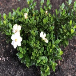 Kleims Hardy Gardenia -Pixies Gardens dd407b